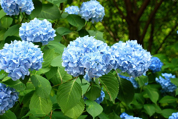 hydrangea japanese ajisai/hydrangea hydrangea stock pictures, royalty-free photos & images