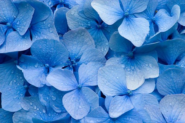 Hydrangea Hydrangea - blue dew photos stock pictures, royalty-free photos & images