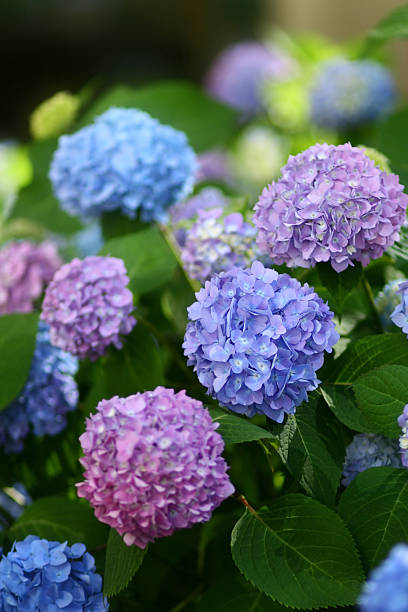 Hydrangea Hydrangea in difference color. hydrangea stock pictures, royalty-free photos & images
