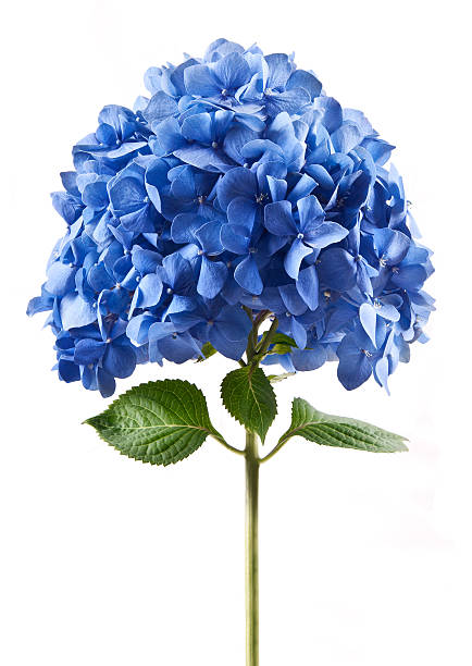Hydrangea Hydrangea on a white background hydrangea stock pictures, royalty-free photos & images