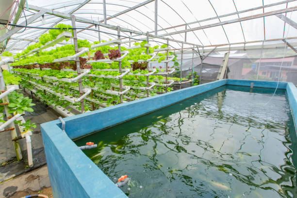 Hydroponic Organic vegetable cultivation farm. stock photo