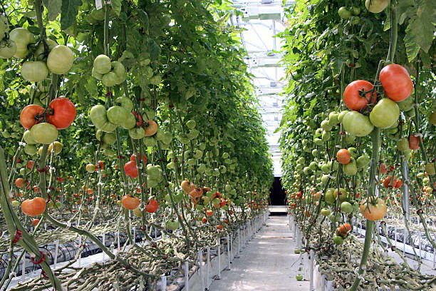 Hydroponic Tomatoes stock photo