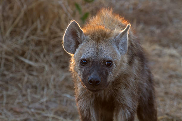 Hyena at Kruger National Park stock photo