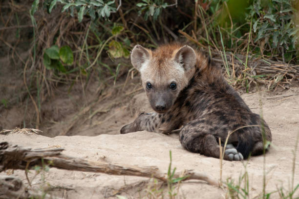 Hyena Cub stock photo