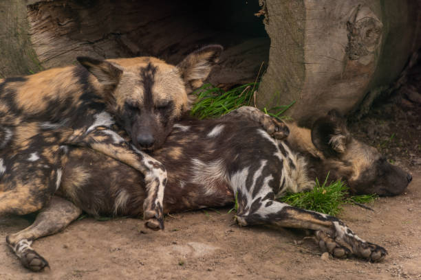 Hyena dog lying in hot summer day on dirty ground stock photo