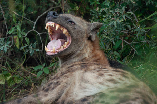Hyena in Africa stock photo
