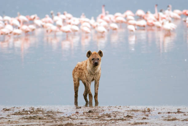 hyena standing on the shore of the lake, on a background of a flock of flamingos hyena standing on the shore of the lake, on a background of a flock of flamingos, Kenya lake nakuru stock pictures, royalty-free photos & images