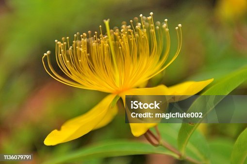 istock Hypericum chinense/St John's Word Flower 1136079791