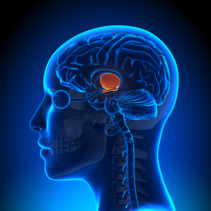Hypothalamus - Female Brain Anatomy
