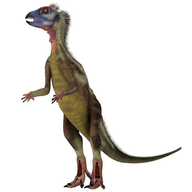 Omnivore Dinosaur Stock Photos Pictures Royalty Free Omnivore Dinosaur Stock Photos Pictures Royalty Free