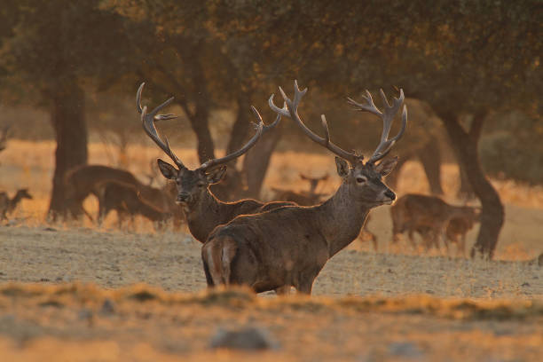 Iberian deer ciervo ibérico en la dehesa rutting stock pictures, royalty-free photos & images