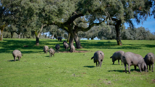 100% iberian pigs in the meadow stock photo
