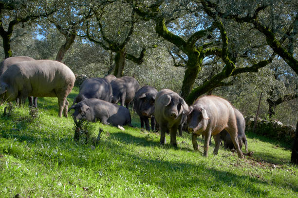 100% iberian pigs in the meadow stock photo