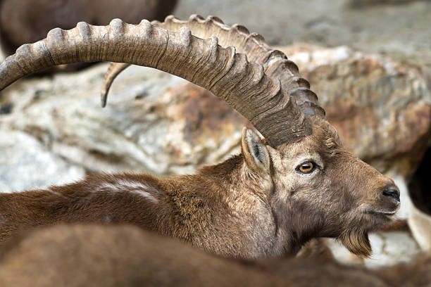 ibex closeup  lechtal alps stock pictures, royalty-free photos & images