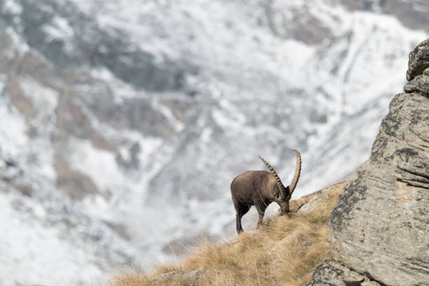 stambecco maschio al pascolo (capra ibex) - stambecco delle alpi foto e immagini stock