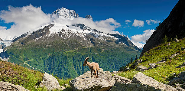 stambecco estate prato alpino mountain panorama francia - stambecco delle alpi foto e immagini stock