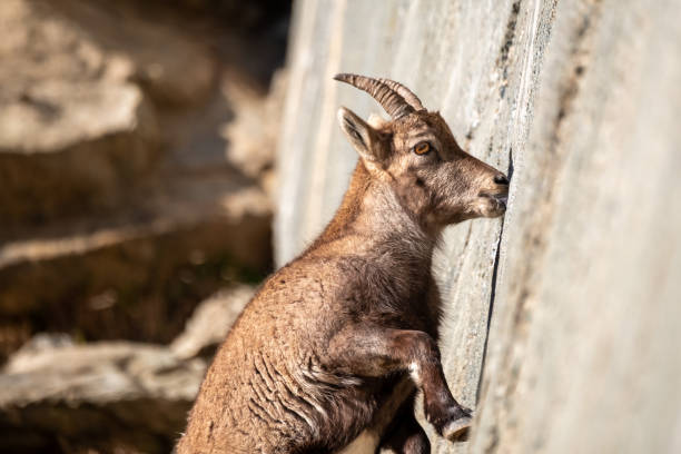 ibexes (Capra ibex) licking mineral salt from rocks. stock photo
