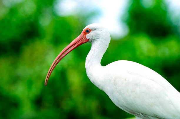ibis stock photo