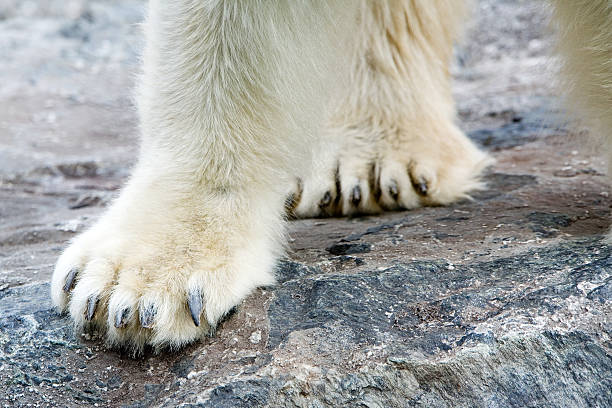 Ice Bear's Paw stock photo