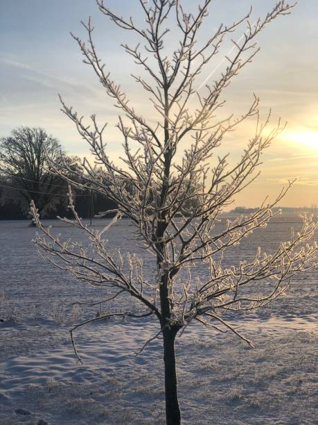Ice Tree stock photo