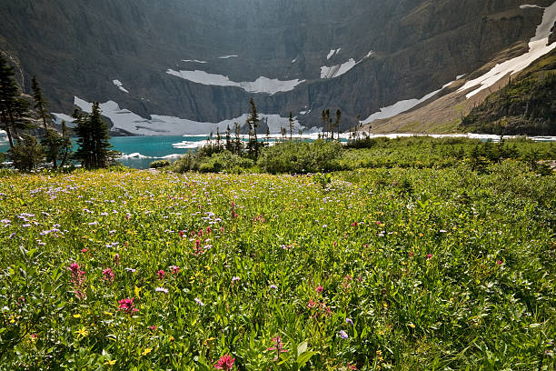 Meadow of Wildflowers at Iceberg Lake Iceberg Lake is located in a cirque of rocky cliffs which effectively block sunlight from reaching the lake surface much of the day. As a result, winter ice that forms on the lake remains for much of the summer. The ice breaks up into chunks big enough to stand on, thus giving Iceberg Lake its name. Iceberg Lake is located in the Swiftcurrent area of Glacier National Park, Montana, USA. jeff goulden wildflower stock pictures, royalty-free photos & images