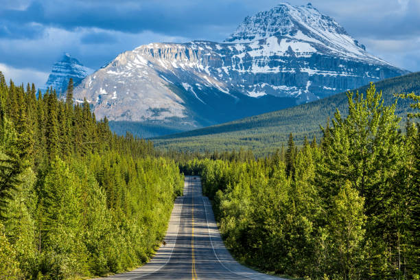 Icefields Parkway at Mount Sarbach - A Spring evening view of Icefields Parkway running through dense forest at base of Mount Sarbach, Banff National Park, AB, Canada. stock photo