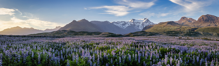 Beautiful Icelandic Lupin Field in bloom. Nootka lupin (Lupinus nootkatensis) field in atmospheric sunset twilight light. South Central Iceland, large glacier and southern icelandic mountain range in the background of the Lupin Field. South Central Iceland between Vik and Höfn, Iceland, Northern Europe.