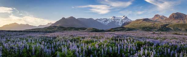 Iceland Blooming Icelandic Purple Lupin Flower Field Sunset Mountain Panorama stock photo