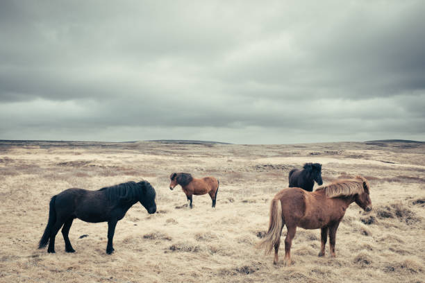 Iceland Horses Horses on Iceland in front go typical wild landscape pferd stock pictures, royalty-free photos & images