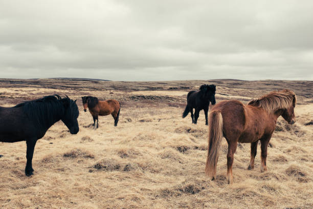 Iceland Horses Horses on Iceland in front go typical wild landscape pferd stock pictures, royalty-free photos & images