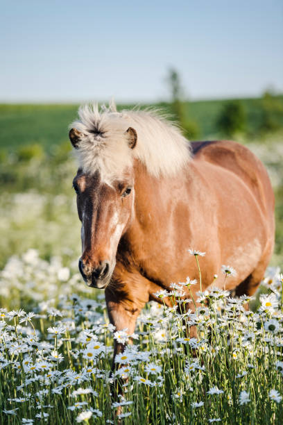 ijslands paard in haar paddock - ijslandse paarden stockfoto's en -beelden