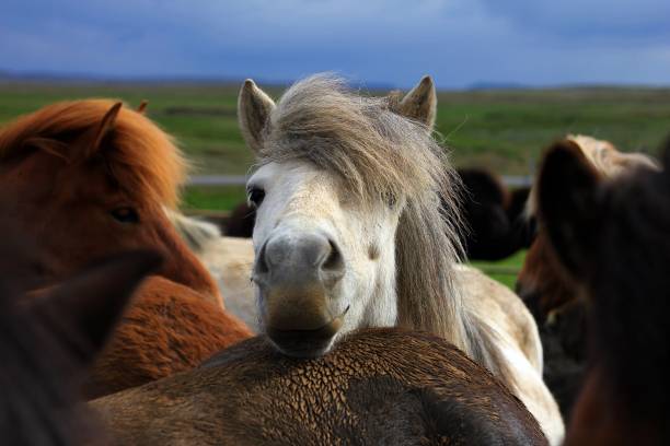 ijslands paard - ijslandse paarden stockfoto's en -beelden