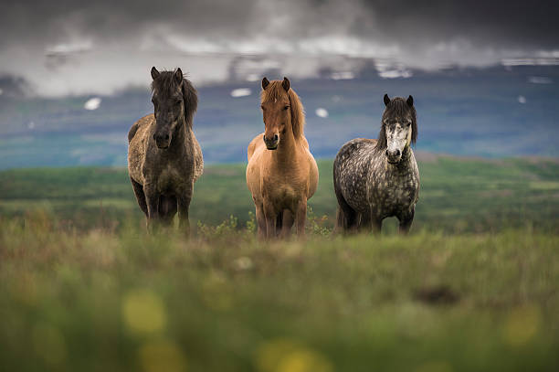 icelandic horse - ijslandse paarden stockfoto's en -beelden
