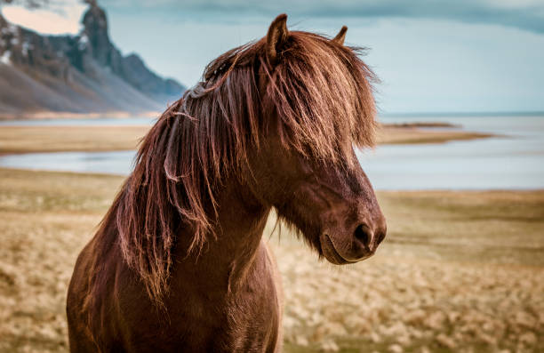 icelandic horse portrait. icelandic horse is a breed of horse developed in iceland - ijslandse paarden stockfoto's en -beelden
