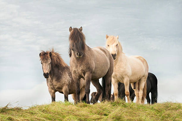 icelandic horses roam the grassy countryside - ijslandse paarden stockfoto's en -beelden