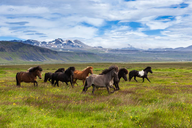 아이슬란드 의 말들이 아이슬란드의 잔디밭에서 달리고 있습니다. - 야생 식물 뉴스 사진 이미지