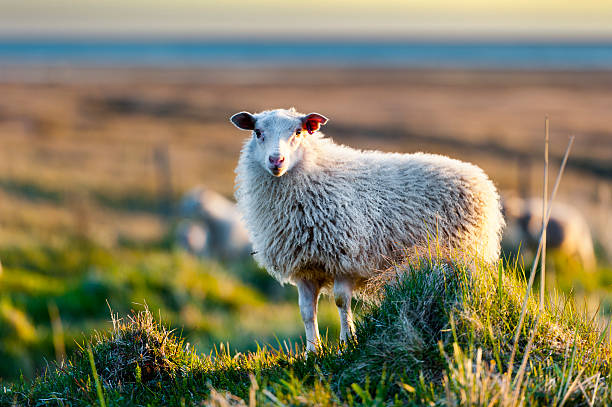 icelandic sheep, iceland stock photo
