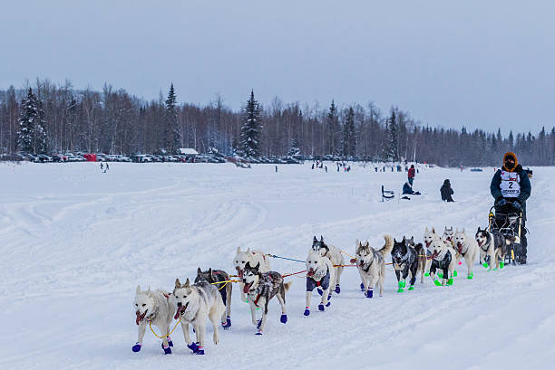 2015 Iditarod Dog Team stock photo