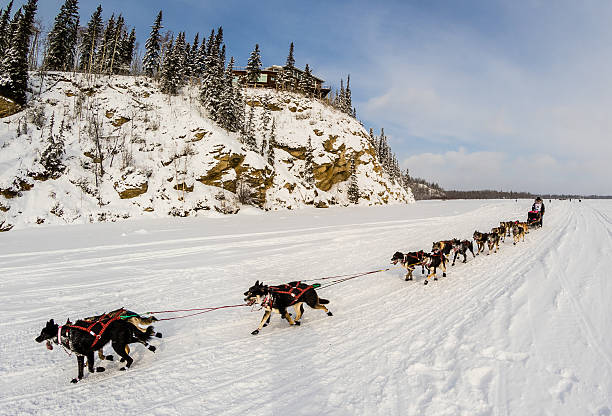 2015 Iditarod Dog Team stock photo