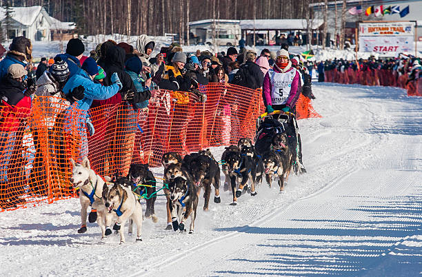 Iditarod sled dogs stock photo