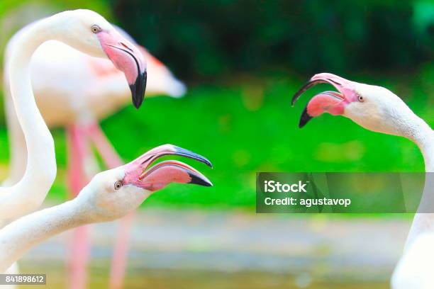 Flamingo Screaming Picture