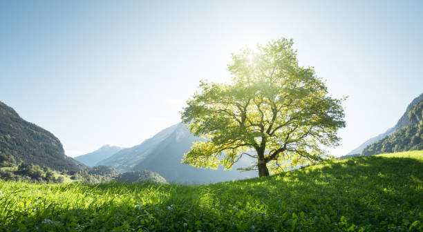Idyllic landscape in the Alps, tree, grass and mountains, Switzerland Idyllic landscape in the Alps, tree, grass and mountains, Switzerland tree area stock pictures, royalty-free photos & images