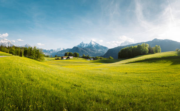 Idyllic landscape in the Alps with blooming meadows in springtime Beautiful view of idyllic alpine mountain scenery with blooming meadows and snowcapped mountain peaks on a beautiful sunny day with blue sky in springtime bavaria stock pictures, royalty-free photos & images