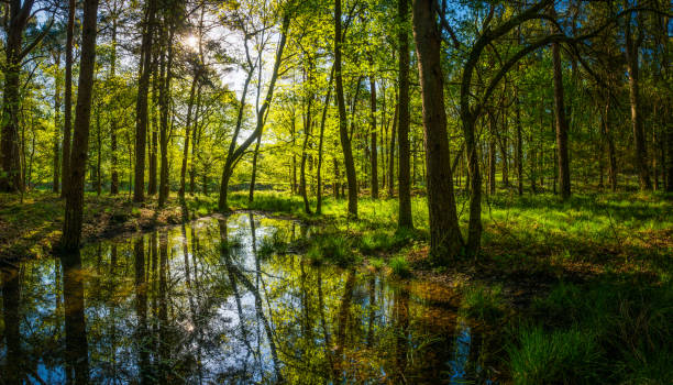 Idyllic sunlit glade green forest foliage reflecting woodland pool panorama stock photo