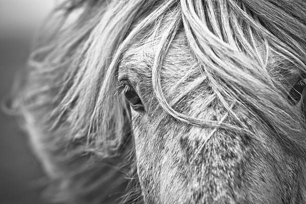 ieland horse - ijslandse paarden stockfoto's en -beelden