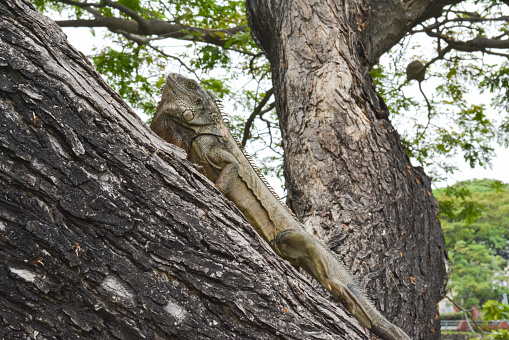 Iguana climbing up a tree branch. Horizontal photography.
