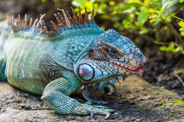Iguana Close-up stock photo