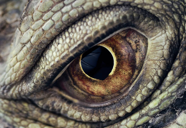 игуана глаз крупным планом - dragon стоковые фото и изображения