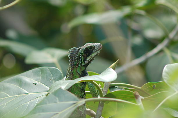Iguana in Tree stock photo