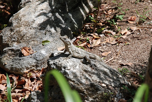 Black spiny-tailed iguana. Ctenosaura similis.